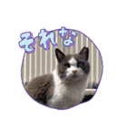 猫のダム①（個別スタンプ：22）