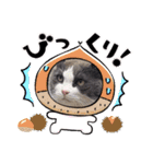 猫のダム①（個別スタンプ：23）