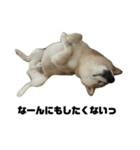 柴犬トキ ダラダラver（個別スタンプ：1）