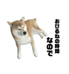柴犬トキ ダラダラver（個別スタンプ：2）