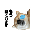 柴犬トキ ダラダラver（個別スタンプ：4）