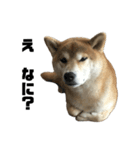 柴犬トキ ダラダラver（個別スタンプ：7）