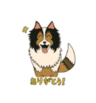 シェルティのジョナサン トークスタンプ（個別スタンプ：16）