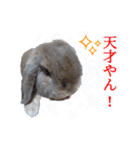 ロップイヤーのモフのスタンプ その①（個別スタンプ：18）
