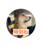愛犬ペコ2025（個別スタンプ：1）