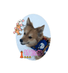 愛犬ペコ2025（個別スタンプ：2）