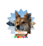 愛犬ペコ2025（個別スタンプ：4）