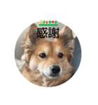 愛犬ペコ2025（個別スタンプ：5）