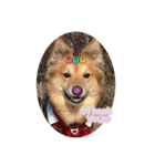 愛犬ペコ2025（個別スタンプ：6）