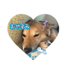愛犬ペコ2025（個別スタンプ：7）