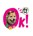 愛犬ペコ2025（個別スタンプ：8）