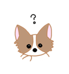 チワワのにこたん（個別スタンプ：1）