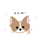 チワワのにこたん（個別スタンプ：6）