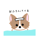チワワのにこたん（個別スタンプ：10）