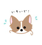 チワワのにこたん（個別スタンプ：15）