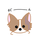 チワワのにこたん（個別スタンプ：16）
