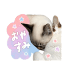 愛猫てん君とくうちゃんのスタンプ2（個別スタンプ：3）