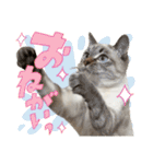 愛猫てん君とくうちゃんのスタンプ2（個別スタンプ：4）
