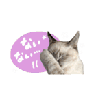 愛猫てん君とくうちゃんのスタンプ2（個別スタンプ：5）