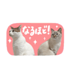 愛猫てん君とくうちゃんのスタンプ2（個別スタンプ：6）