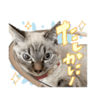 愛猫てん君とくうちゃんのスタンプ2（個別スタンプ：7）