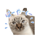 愛猫てん君とくうちゃんのスタンプ2（個別スタンプ：8）