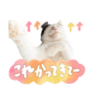 愛猫てん君とくうちゃんのスタンプ2（個別スタンプ：9）