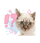 愛猫てん君とくうちゃんのスタンプ2（個別スタンプ：10）