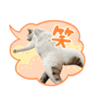 愛猫てん君とくうちゃんのスタンプ2（個別スタンプ：11）