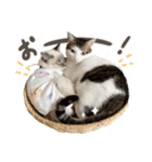 愛猫てん君とくうちゃんのスタンプ2（個別スタンプ：13）