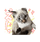 愛猫てん君とくうちゃんのスタンプ2（個別スタンプ：14）