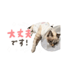 愛猫てん君とくうちゃんのスタンプ2（個別スタンプ：15）