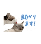 愛猫てん君とくうちゃんのスタンプ2（個別スタンプ：16）