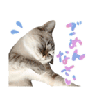 愛猫てん君とくうちゃんのスタンプ2（個別スタンプ：17）