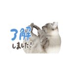 愛猫てん君とくうちゃんのスタンプ2（個別スタンプ：18）