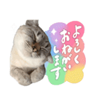 愛猫てん君とくうちゃんのスタンプ2（個別スタンプ：19）
