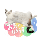 愛猫てん君とくうちゃんのスタンプ2（個別スタンプ：20）