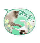 愛猫てん君とくうちゃんのスタンプ2（個別スタンプ：21）