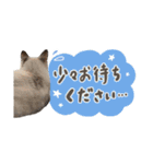 愛猫てん君とくうちゃんのスタンプ2（個別スタンプ：22）