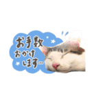 愛猫てん君とくうちゃんのスタンプ2（個別スタンプ：23）