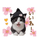 可愛いハチワレ猫 春を感じる思いやり（個別スタンプ：5）