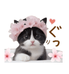 可愛いハチワレ猫 春を感じる思いやり（個別スタンプ：6）