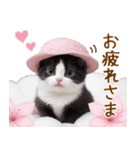 可愛いハチワレ猫 春を感じる思いやり（個別スタンプ：11）
