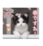 可愛いハチワレ猫 春を感じる思いやり（個別スタンプ：16）