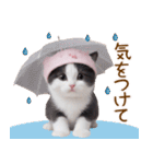 可愛いハチワレ猫 春を感じる思いやり（個別スタンプ：26）