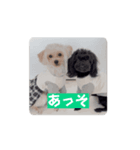 CONALUA♡Yorkiepoo（個別スタンプ：1）