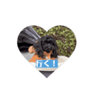 CONALUA♡Yorkiepoo（個別スタンプ：3）