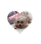 CONALUA♡Yorkiepoo（個別スタンプ：4）