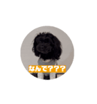 CONALUA♡Yorkiepoo（個別スタンプ：5）