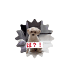CONALUA♡Yorkiepoo（個別スタンプ：6）
